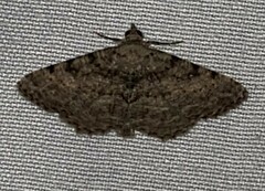 Digrammia gnophosaria