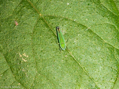 Sibovia