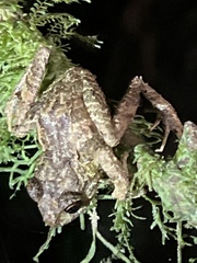 Pristimantis