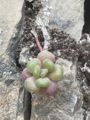 Sedum oreganum