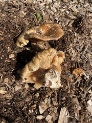 Lactarius alnicola