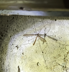 Tipula oleracea