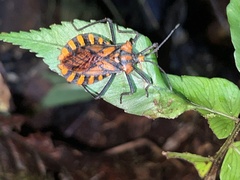 Spartocera pantomima