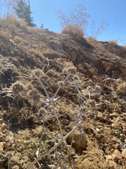 Eryngium bourgatii