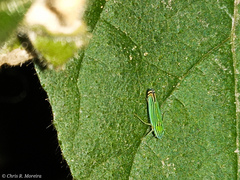 Sibovia