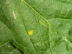 Sibovia