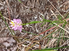 Polygala curtissii