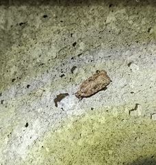 Agonopterix pulvipennella