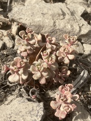 Sedum oreganum