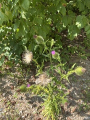 Cirsium vulgare