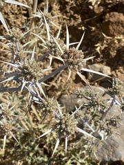 Eryngium bourgatii