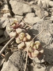Sedum oreganum
