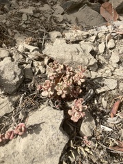 Sedum oreganum