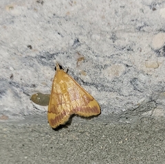 Pyrausta pseudonythesalis