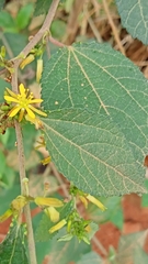 Triumfetta semitriloba