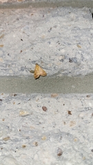 Pyrausta pseudonythesalis