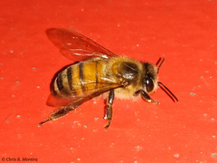 Apis mellifera