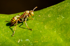 Mischocyttarus mexicanus