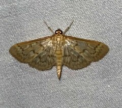 Herpetogramma aeglealis