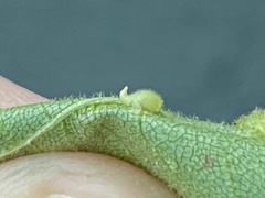 Caryomyia eumaris