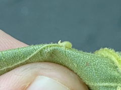 Caryomyia eumaris