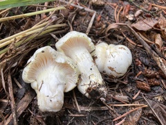 Hygrophorus chrysodon