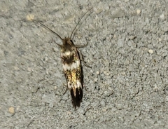 Scythris trivinctella