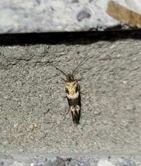 Scythris trivinctella