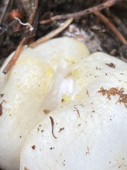 Hygrophorus chrysodon