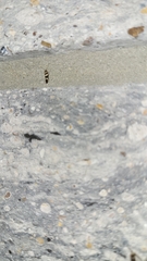 Scythris trivinctella