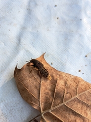 Platydracus maculosus