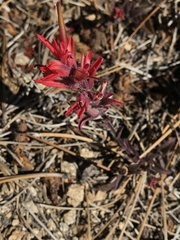 Castilleja applegatei