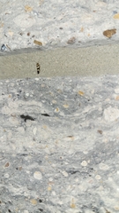 Scythris trivinctella