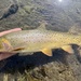 Rocky Mountain Cutthroat Trout - Photo (c) Jacob Jones, some rights reserved (CC BY-NC), uploaded by Jacob Jones