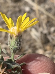 Bearded Golden Aster (Heterotheca barbata)