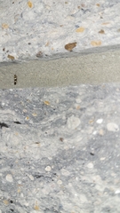 Scythris trivinctella