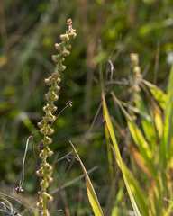 Agrimonia pilosa