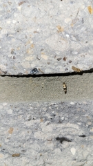 Scythris trivinctella