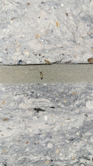 Scythris trivinctella