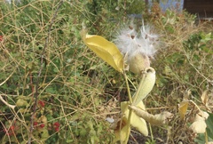 Asclepias speciosa