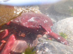 Taliepus nuttallii