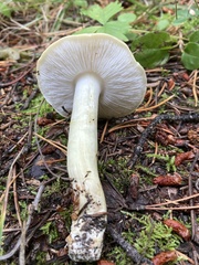 Tricholoma