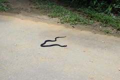 Naja sumatrana