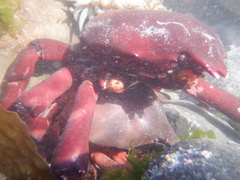 Taliepus nuttallii