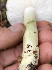 Tricholoma