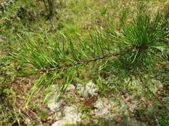 Pinus virginiana