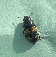 Glischrochilus fasciatus