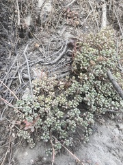 Sedum oreganum