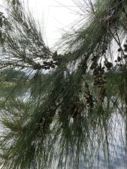 Casuarina