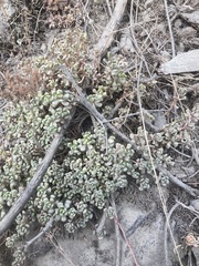 Sedum oreganum